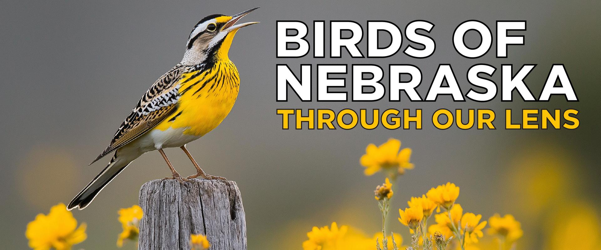 birds of nebraska